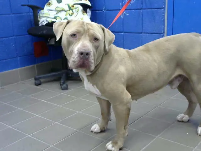 Canelo