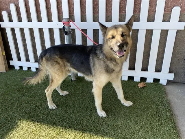 Adoptable Dog