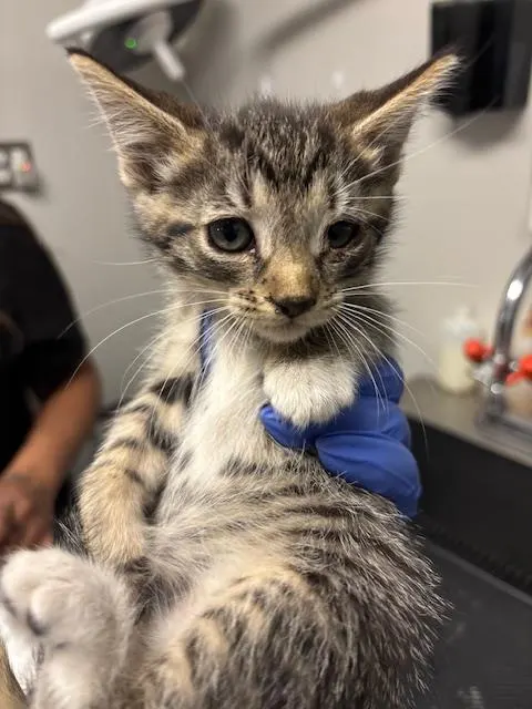 Adoptable Cat