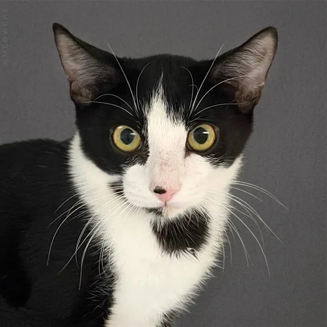 Cai