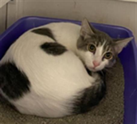 Adoptable Cat