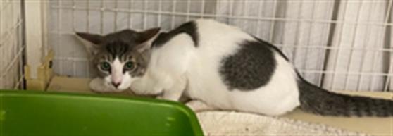 Adoptable Cat