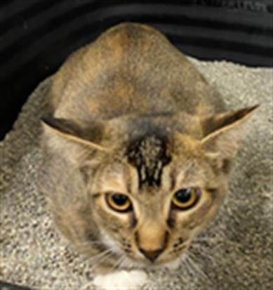 Adoptable Cat
