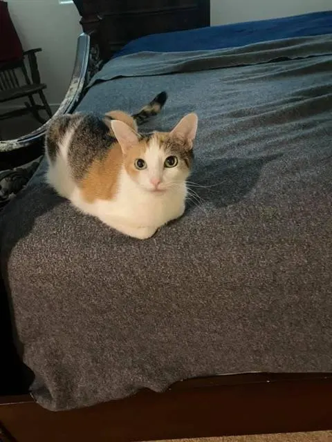 Patches