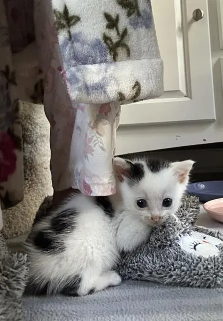 Ollie
