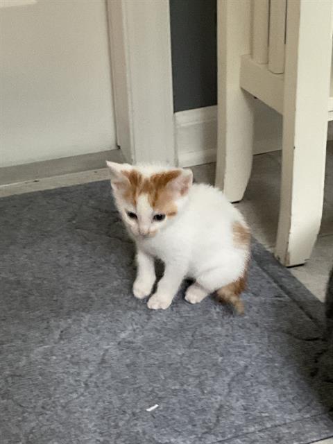 Tutti