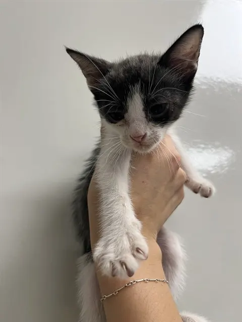 Needs A Foster