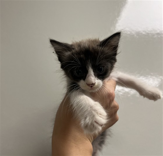 Needs A Foster
