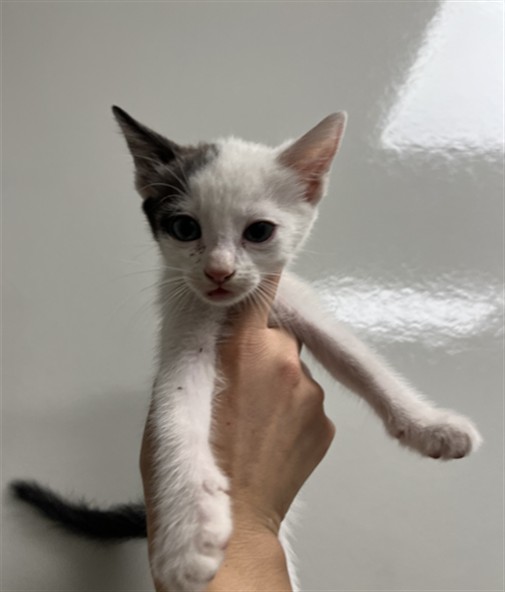 Needs A Foster