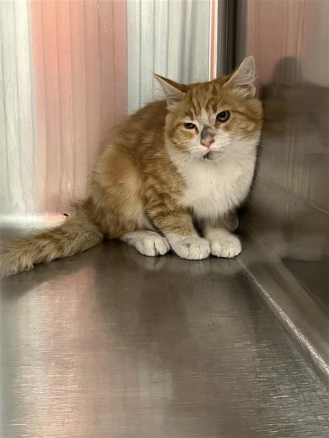Adoptable Cat