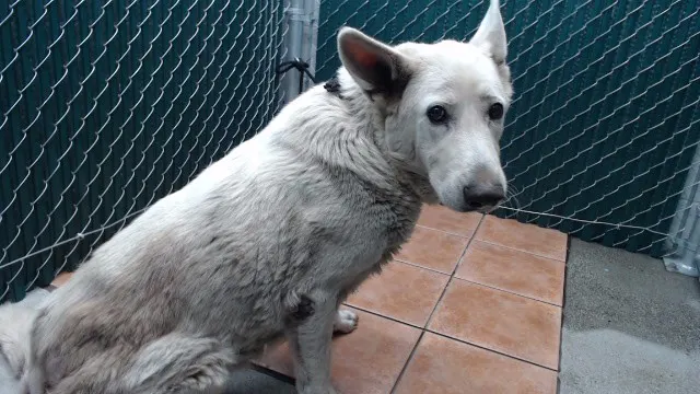 Perla