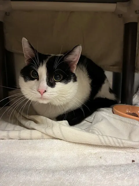 Judah