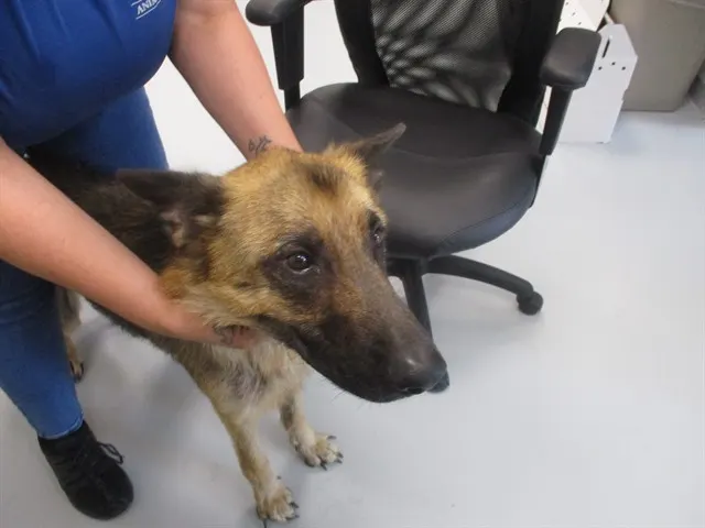 Adoptable Dog