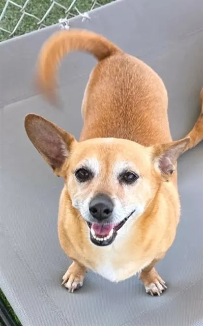 Shai