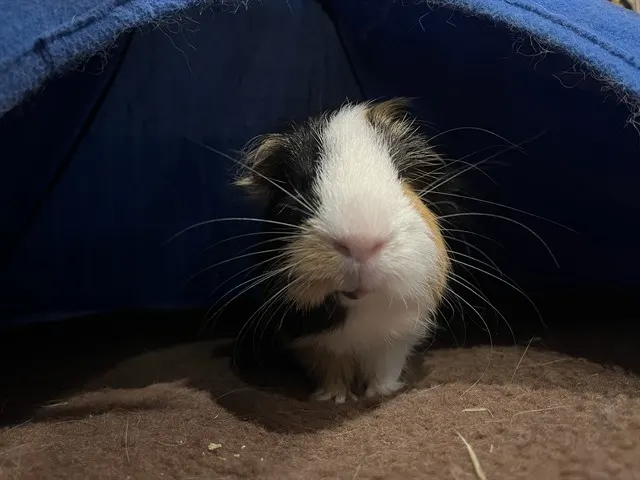 Goose