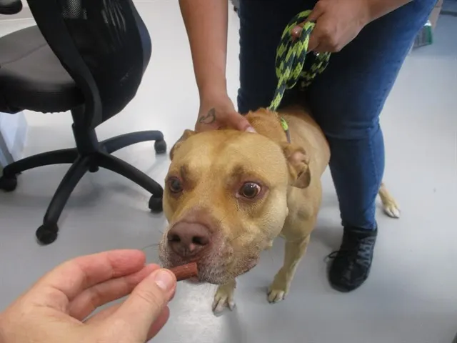Adoptable Dog