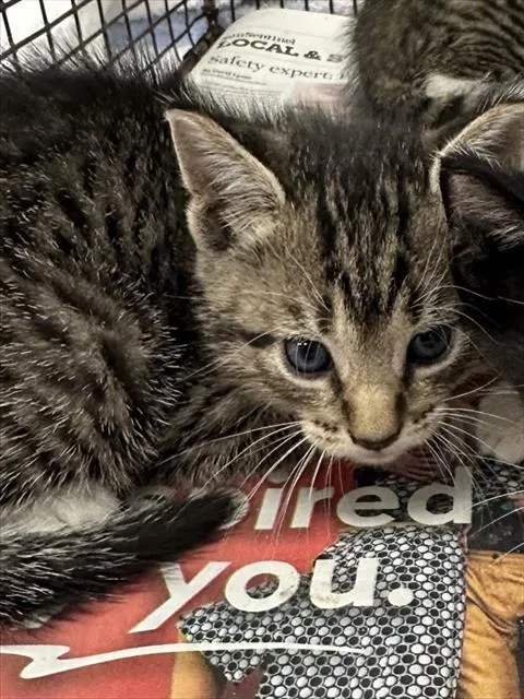 Adoptable Cat