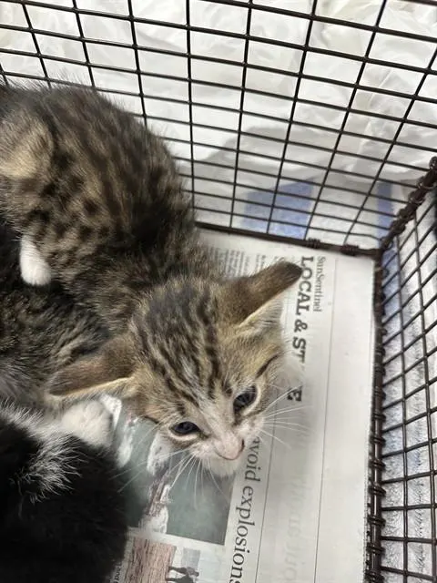 Adoptable Cat