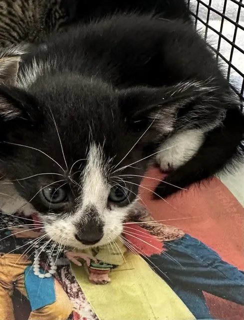 Adoptable Cat