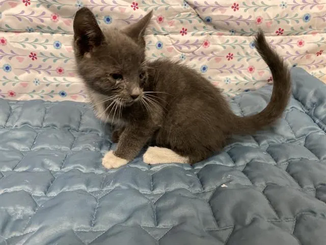 Adoptable Cat