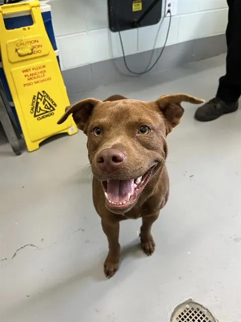 Hazel