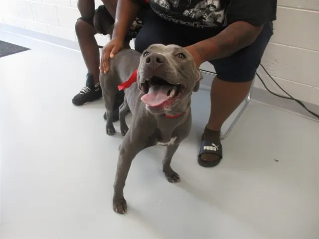 Adoptable Dog