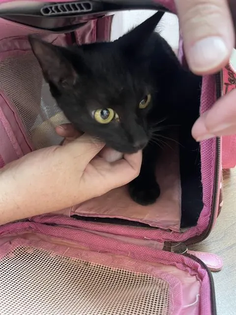 Adoptable Cat