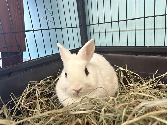 Penelope