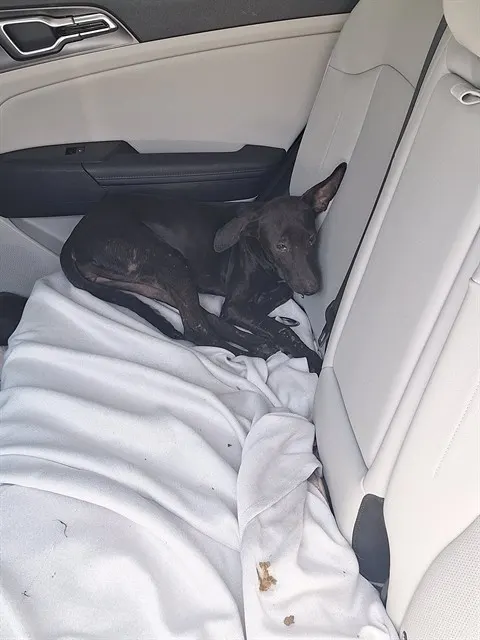 Adoptable Dog