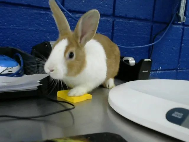 Wispa