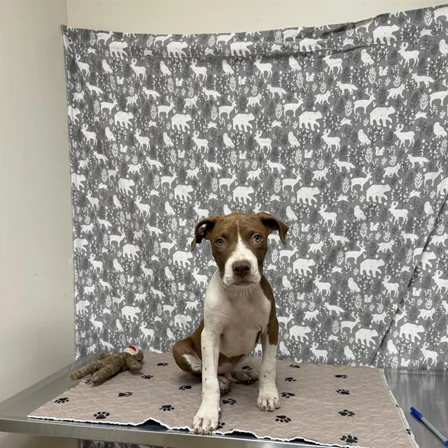 Adoptable Dog
