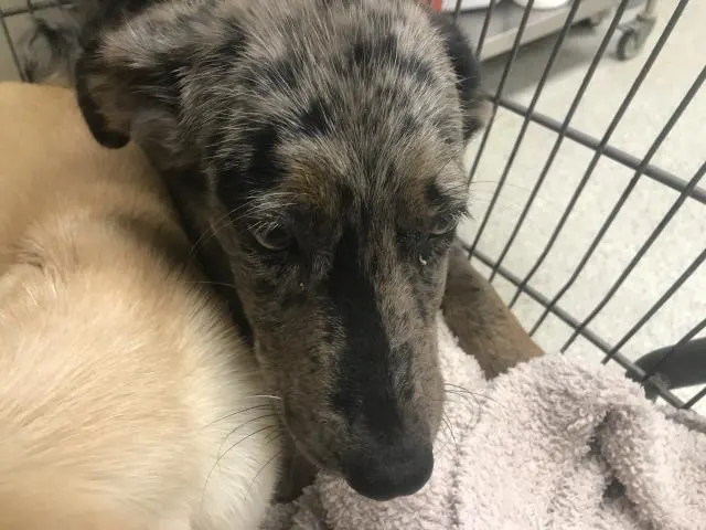 Adoptable Dog