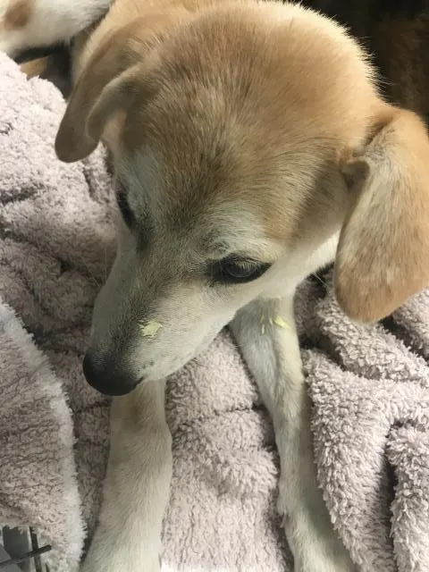 Adoptable Dog