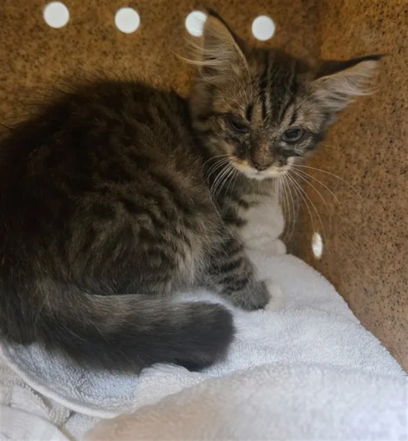 Adoptable Cat