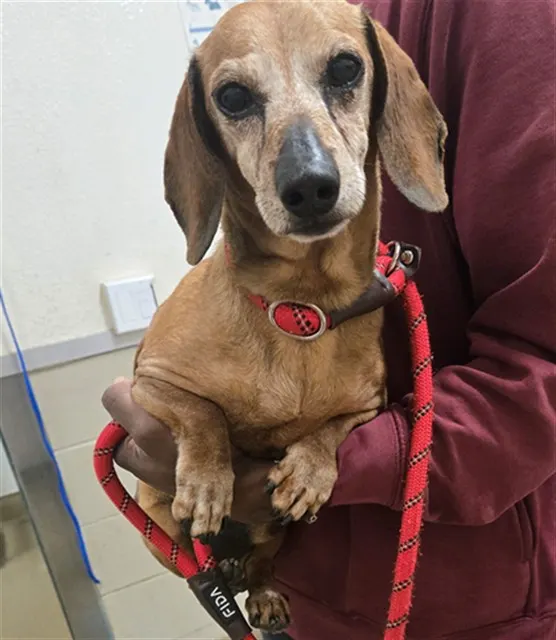 Adoptable Dog