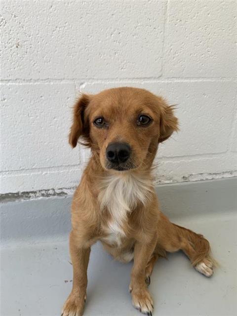Adoptable Dog