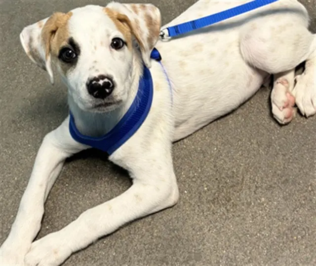 Adoptable Dog
