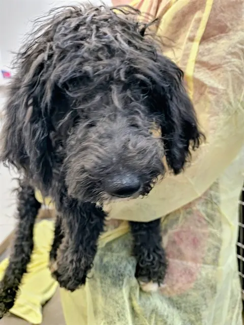 Adoptable Dog
