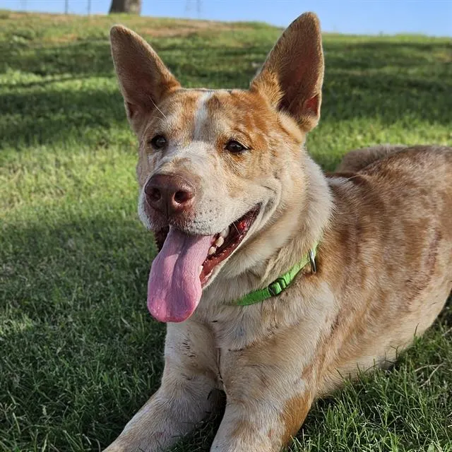 Roscoe