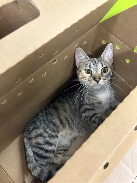 Adoptable Cat