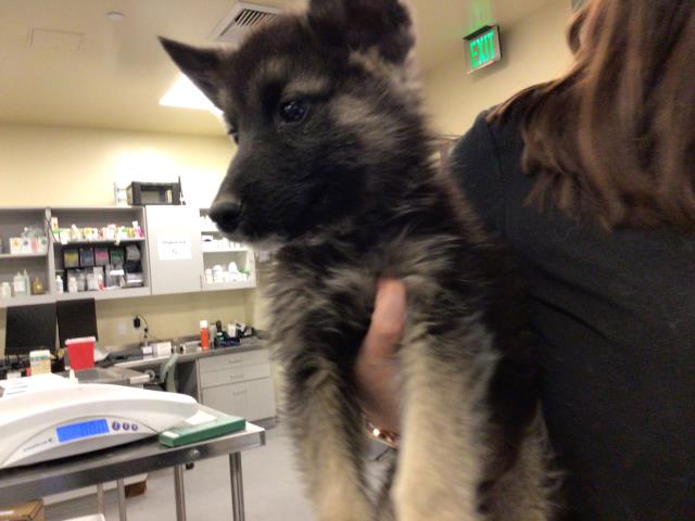 Adoptable Dog