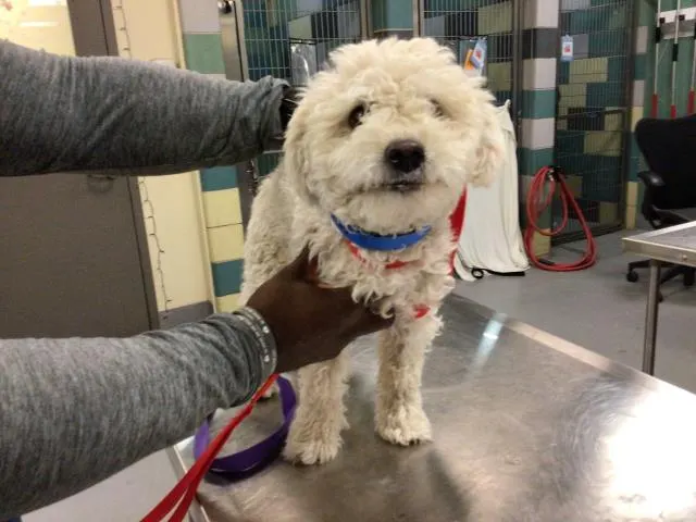 Adoptable Dog