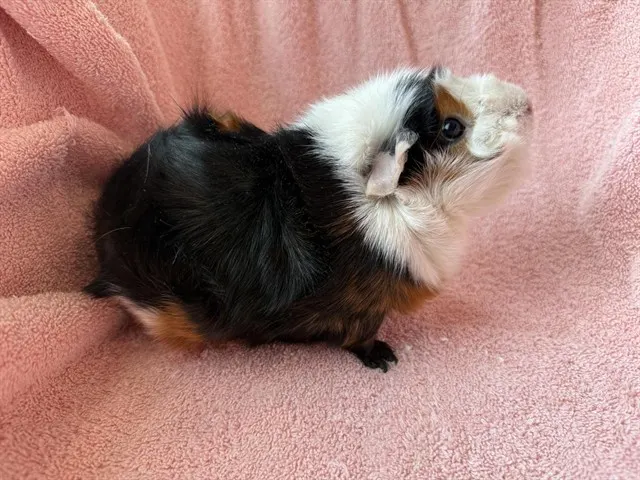 Ms. Pickles