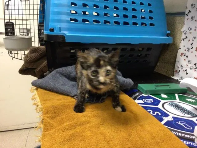 Adoptable Cat
