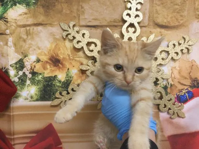 Adoptable Cat