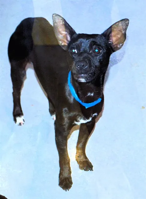 Adoptable Dog