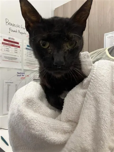 Adoptable Cat