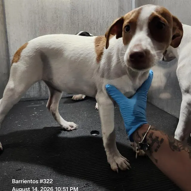 Adoptable Dog