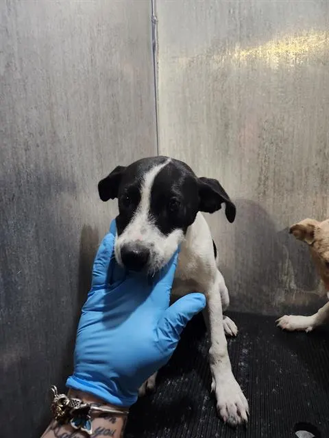 Adoptable Dog