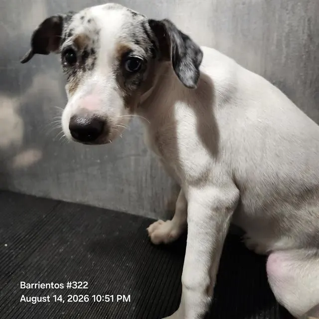 Adoptable Dog